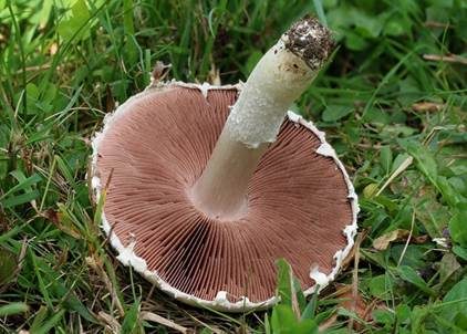 Wiesenchampignon, Foto 4