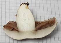 Wiesenchampignon, Foto 24