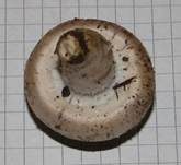 Wiesenchampignon, Foto 25