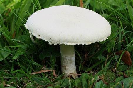Wiesenchampignon, Foto 5