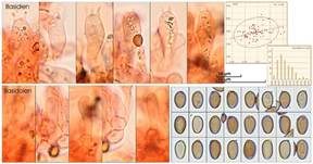 Wiesenchampignon, Foto 35