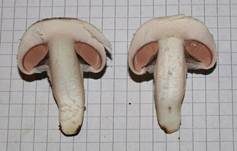 Wiesenchampignon, Foto 6