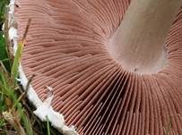 Wiesenchampignon, Foto 7