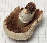 Wiesenchampignon, Foto 10