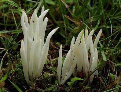 Wiesenkeule, Foto 2