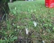 Wiesenkeule, Foto 12