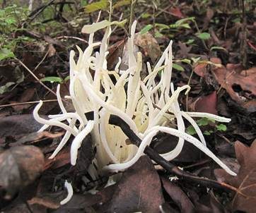 Wiesenkeule, Foto 4