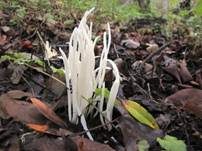 Wiesenkeule, Foto 6
