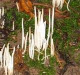 Wiesenkeule, Foto 8