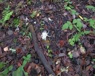 Wiesenkeule, Foto 9