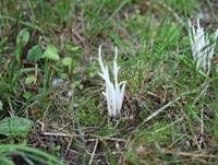 Wiesenkeule, Foto 10