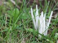 Wiesenkeule, Foto 11