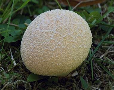 Wiesenstaubbecher, Foto 2