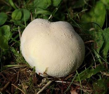 Wiesenstaubbecher, Foto 3