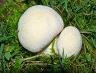 Wiesenstaubbecher, Foto 15