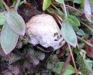 Wiesenstaubbecher, Foto 24