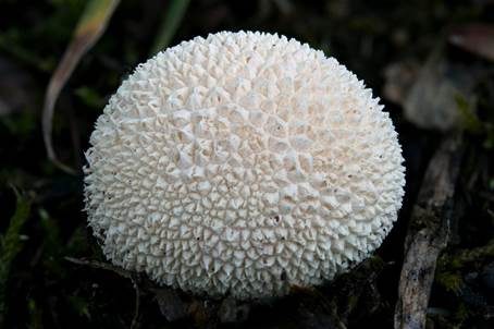 Wiesenstaubbecher, Foto 5