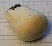 Wiesenstaubbecher, Foto 7