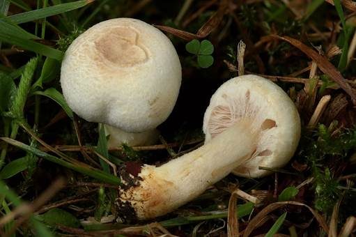 Wiesenzwergchampignon, Foto 2