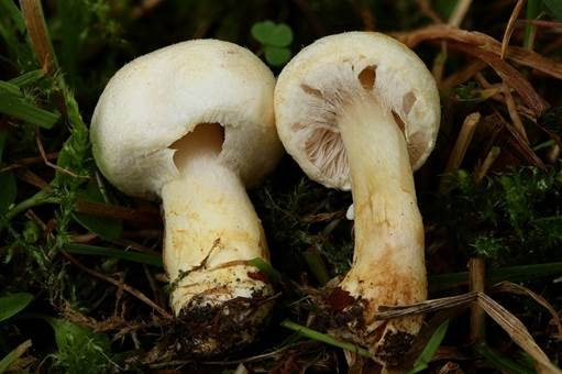 Wiesenzwergchampignon, Foto 3