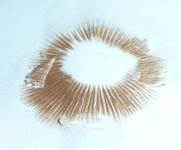 Wiesenzwergchampignon, Foto 12