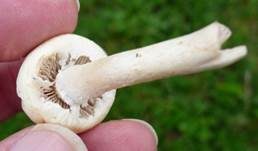 Wiesenzwergchampignon, Foto 13