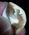 Wiesenzwergchampignon, Foto 14