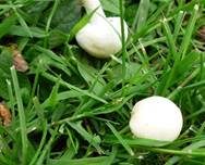 Wiesenzwergchampignon, Foto 15