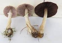 Wiesenzwergchampignon, Foto 16