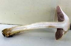 Wiesenzwergchampignon, Foto 17