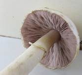 Wiesenzwergchampignon, Foto 18