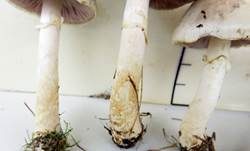 Wiesenzwergchampignon, Foto 19