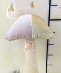 Wiesenzwergchampignon, Foto 20