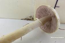 Wiesenzwergchampignon, Foto 21