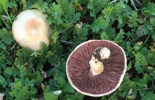 Wiesenzwergchampignon, Foto 4