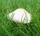 Wiesenzwergchampignon, Foto 22