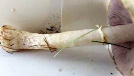 Wiesenzwergchampignon, Foto 23