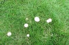 Wiesenzwergchampignon, Foto 24