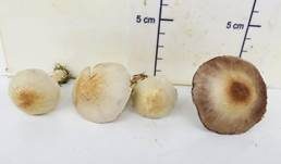 Wiesenzwergchampignon, Foto 25