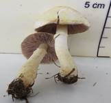 Wiesenzwergchampignon, Foto 26
