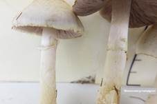 Wiesenzwergchampignon, Foto 27