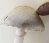Wiesenzwergchampignon, Foto 28