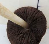 Wiesenzwergchampignon, Foto 29
