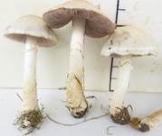 Wiesenzwergchampignon, Foto 30