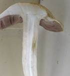 Wiesenzwergchampignon, Foto 31