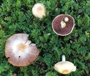 Wiesenzwergchampignon, Foto 5