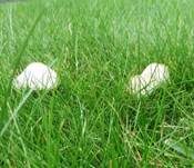 Wiesenzwergchampignon, Foto 32