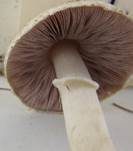 Wiesenzwergchampignon, Foto 33