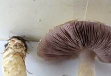 Wiesenzwergchampignon, Foto 34