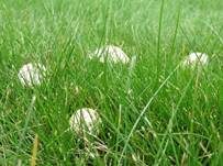 Wiesenzwergchampignon, Foto 35